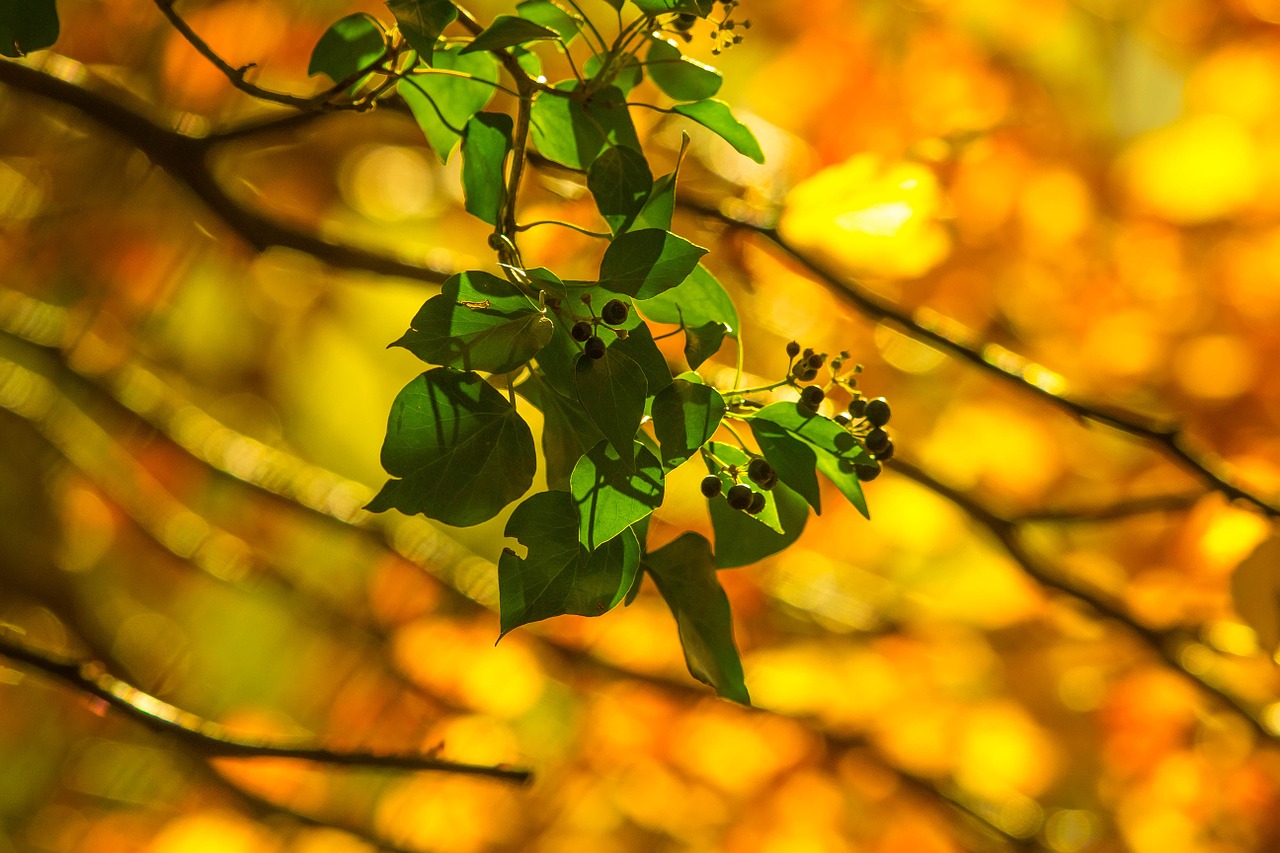 tree foliage nature free photo