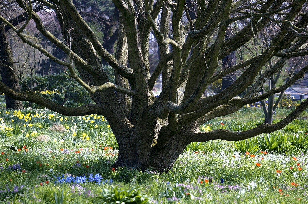 tree spring old tree free photo