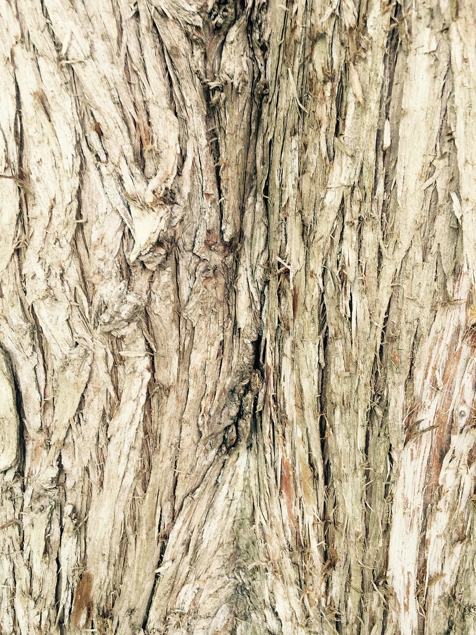 tree bark wood free photo