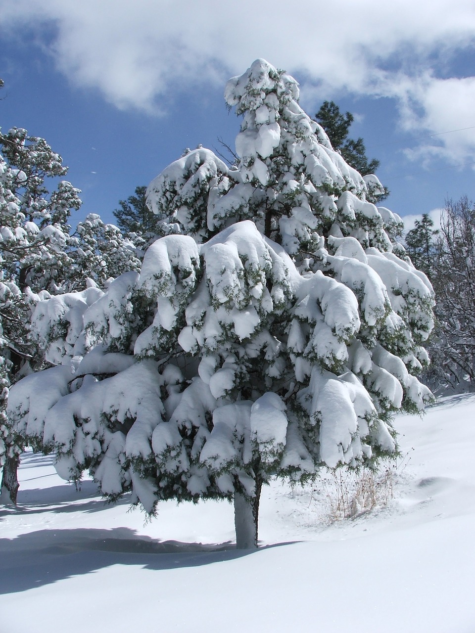 tree pine tree snow free photo