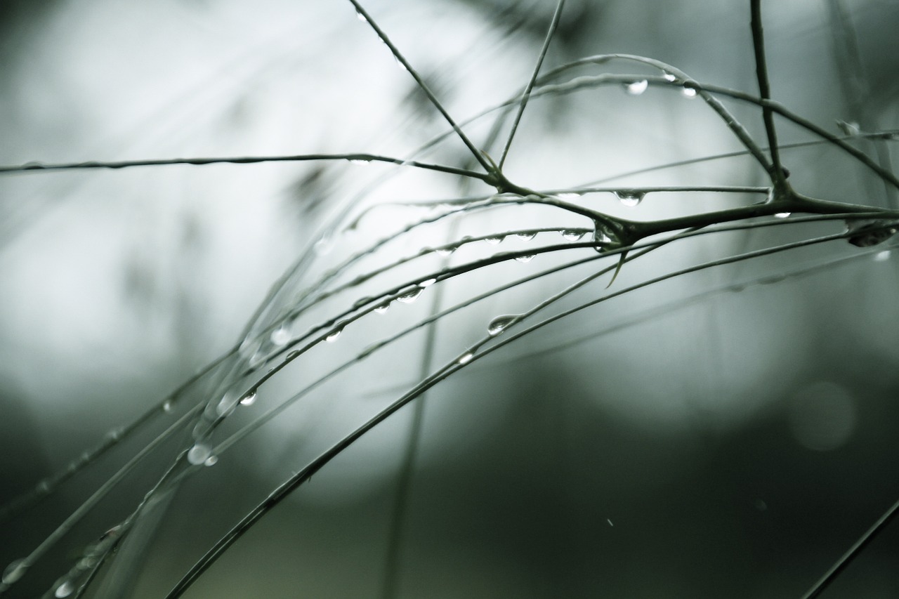 tree pine needles water free photo