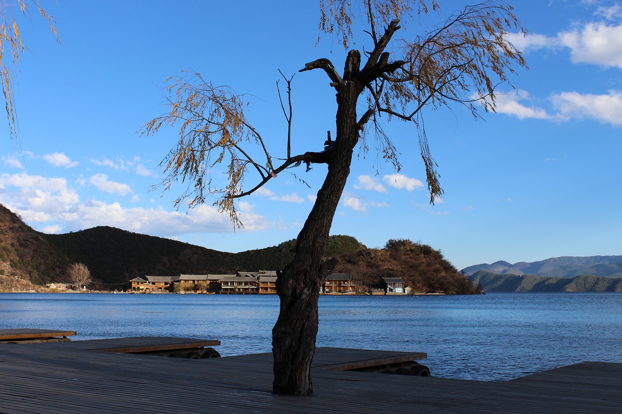 tree lake lugu lake free photo