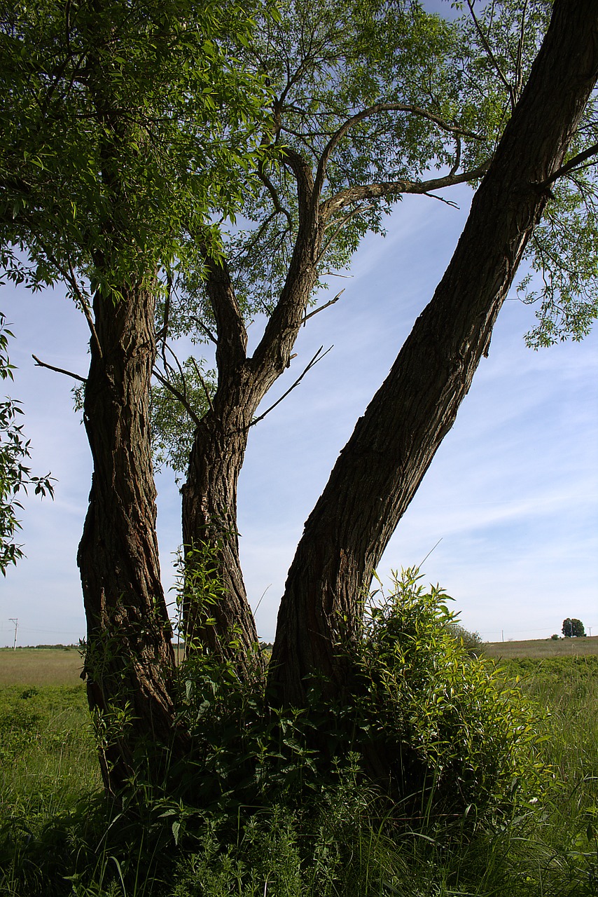 tree log pasture free photo