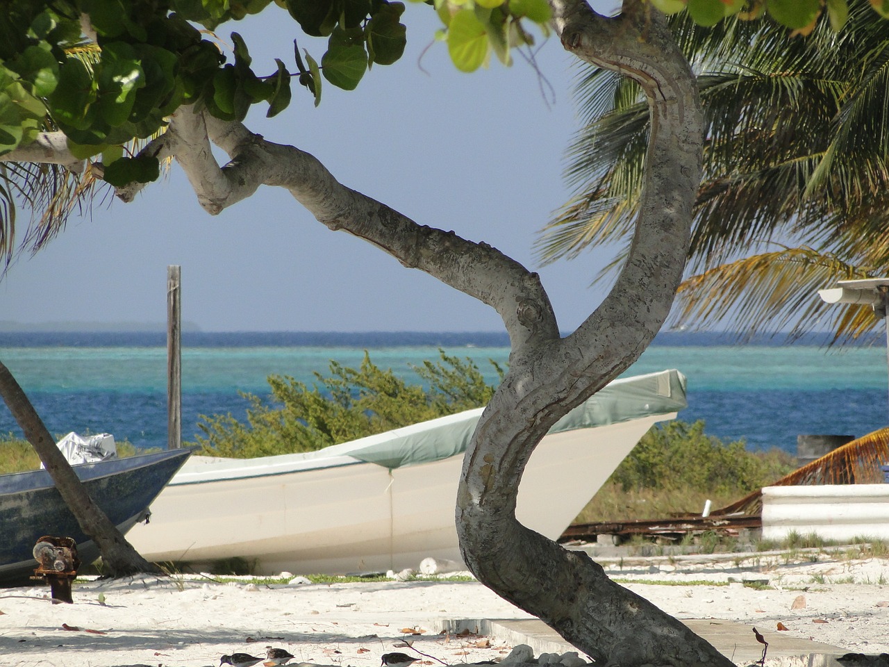 tree beach boat free photo