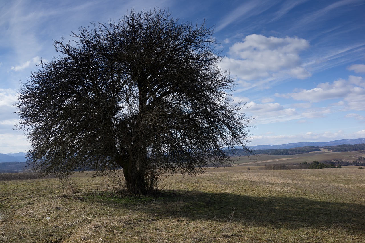 tree early spring priroda free photo