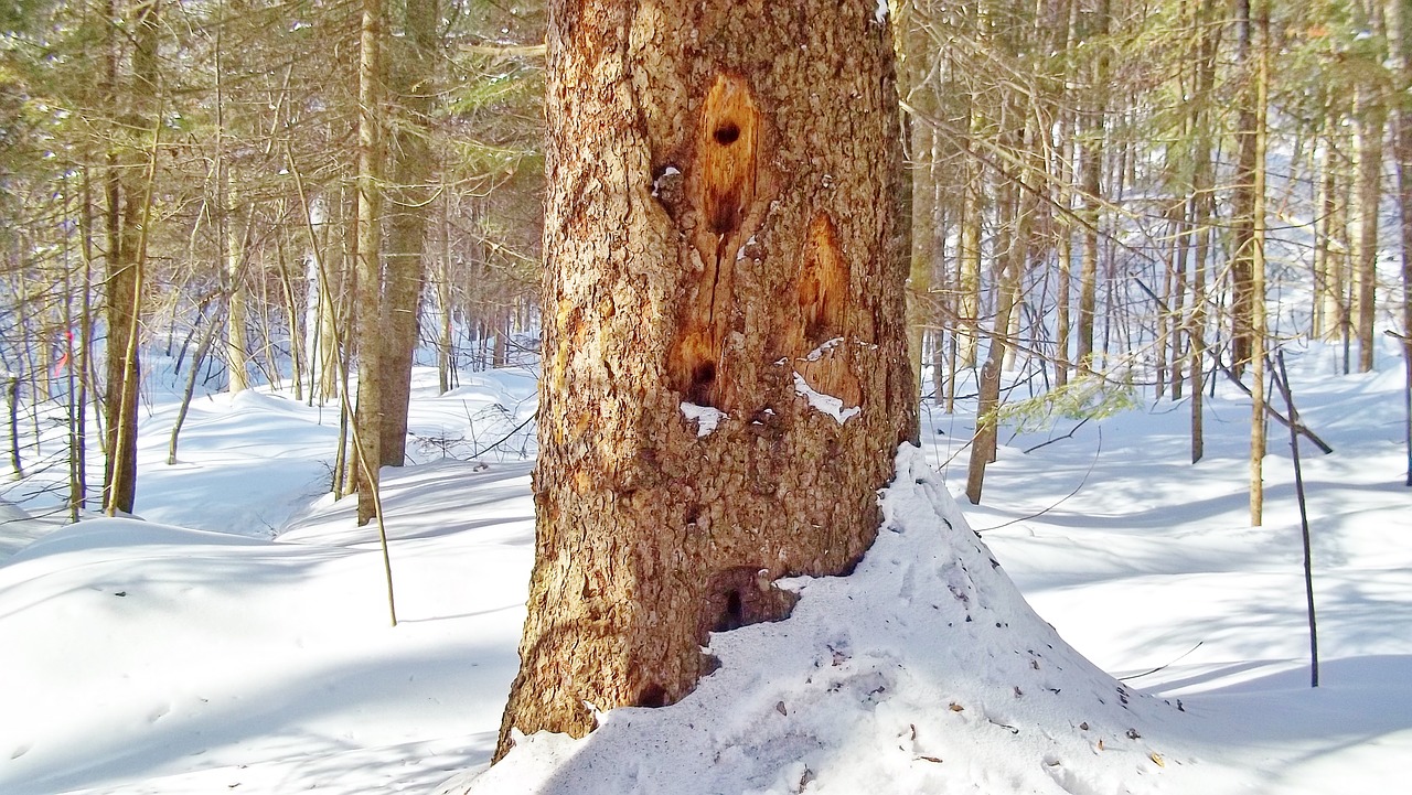 tree winter nature free photo