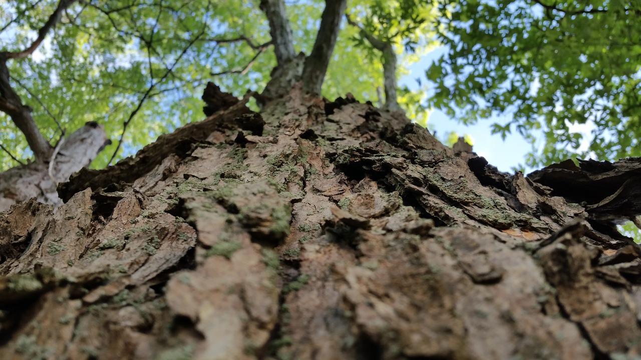 tree looking up canopy free photo