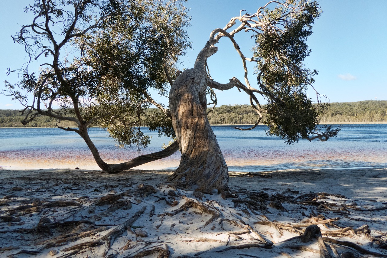 tree twisted nature free photo