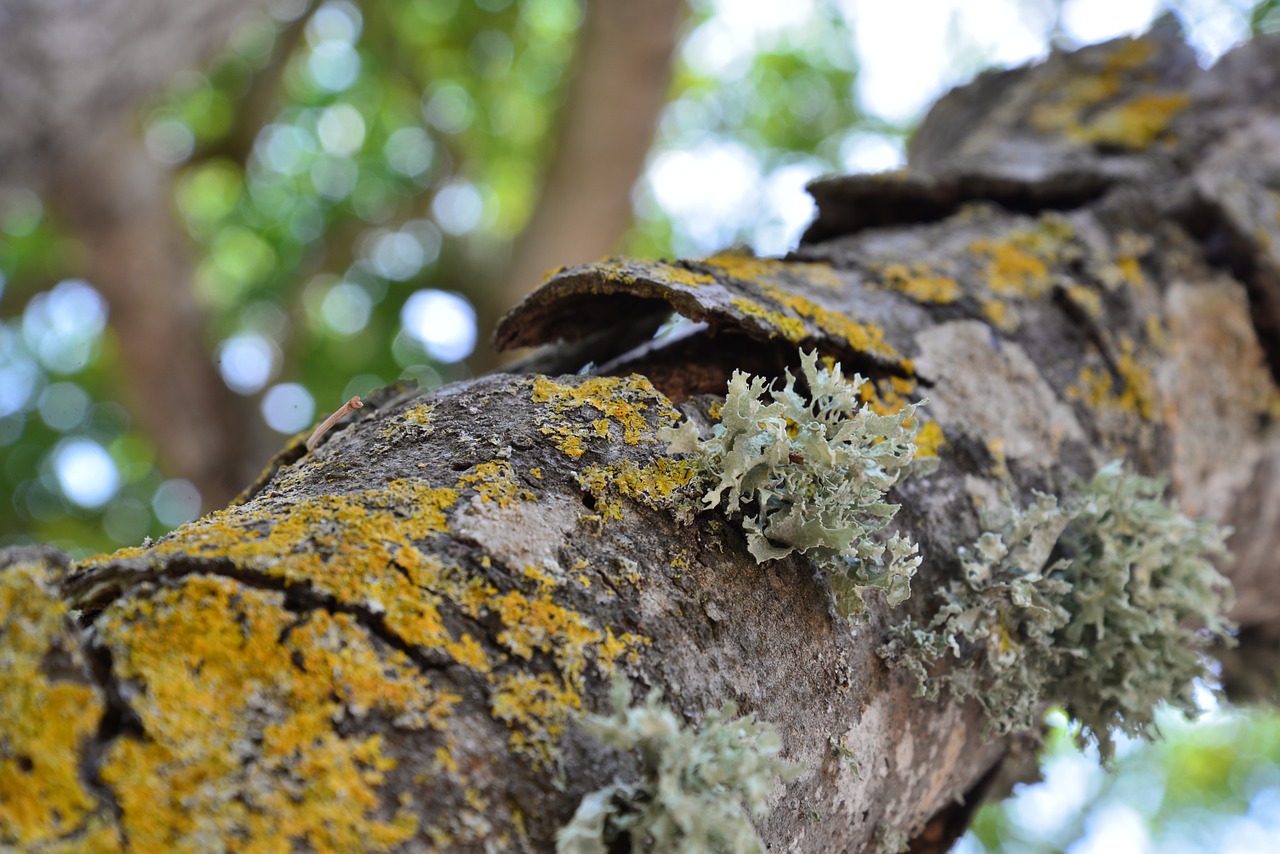 tree summer green free photo