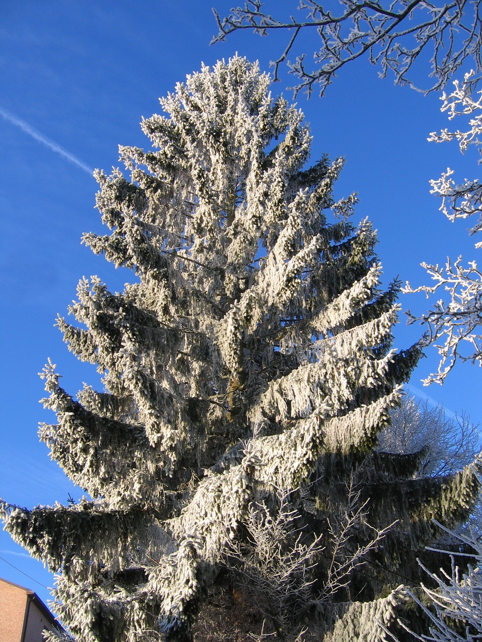 tree frost snow free photo