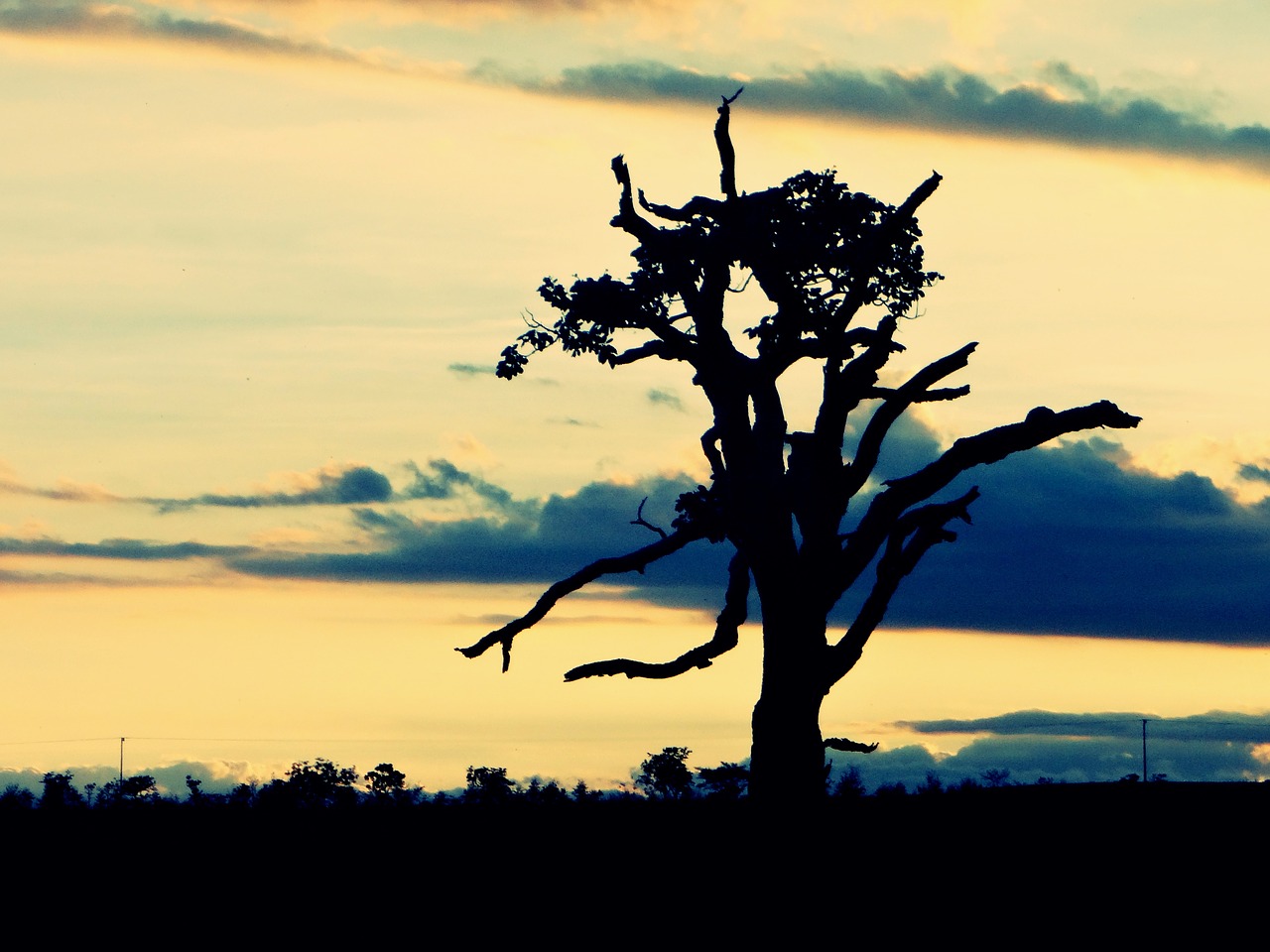 tree shadows plant free photo