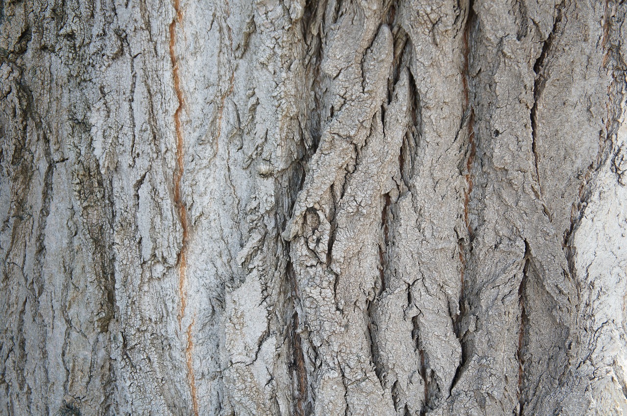 tree bark structure free photo