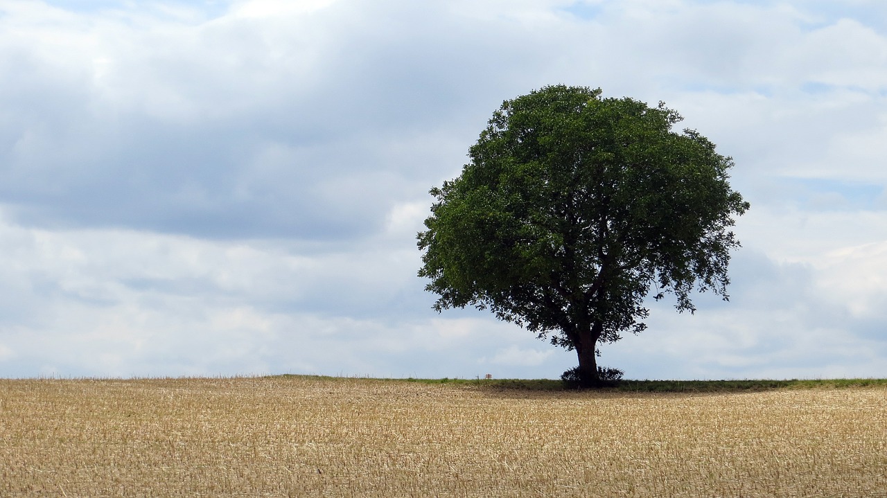 tree field contrast free photo