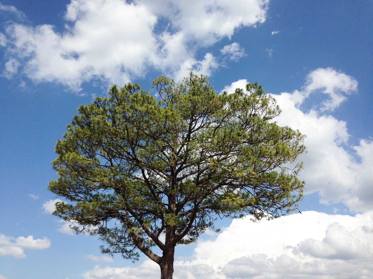 tree clouds sky free photo