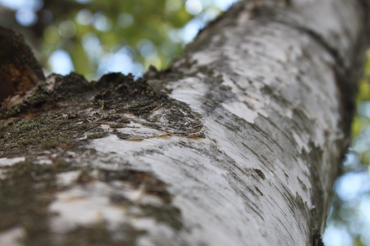 tree wood macro free photo