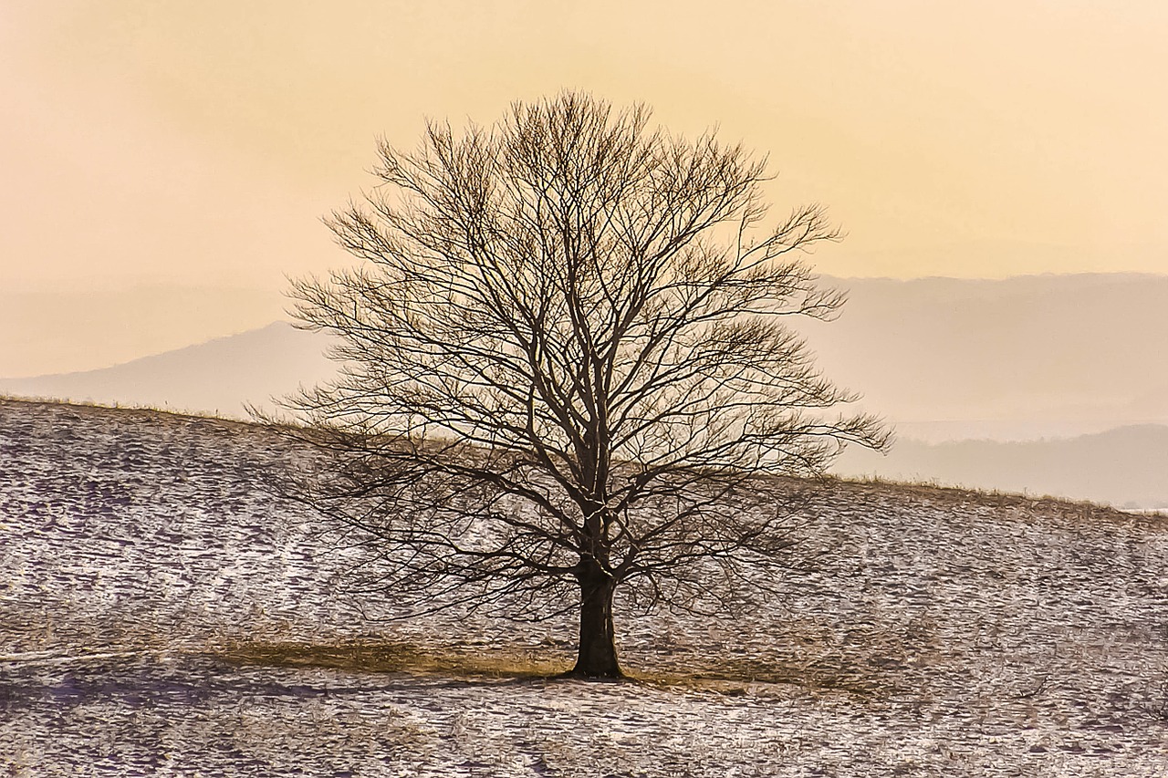 tree winter snow free photo