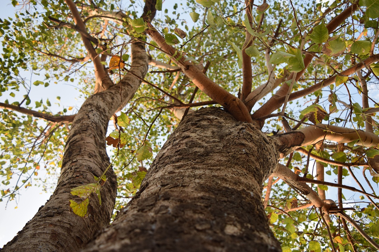 tree leaves branches free photo