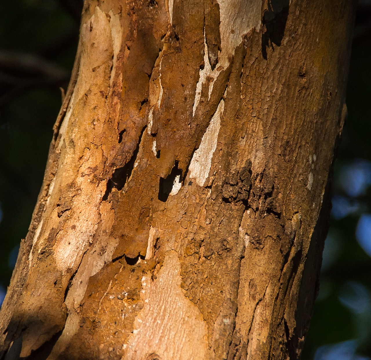 tree bark trunk free photo