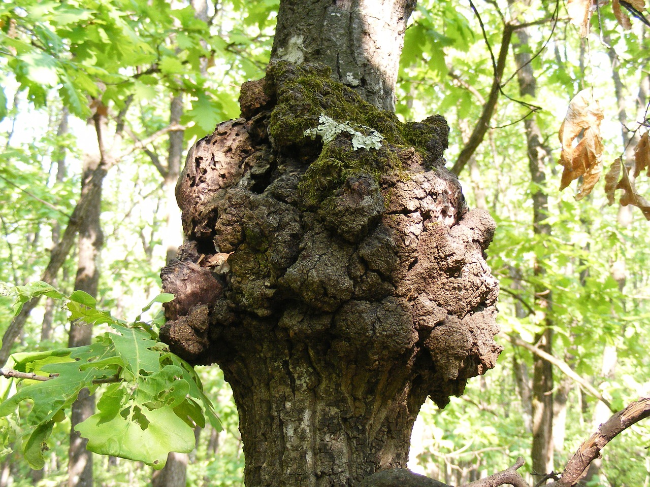 tree knot natural free photo