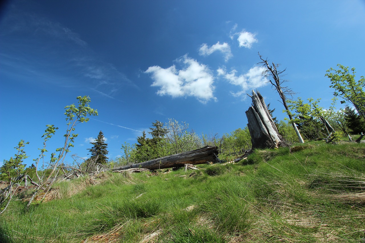 tree nature outdoor free photo