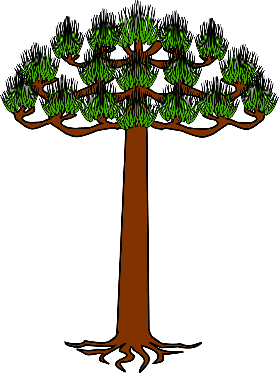 tree heraldic araucarias free photo