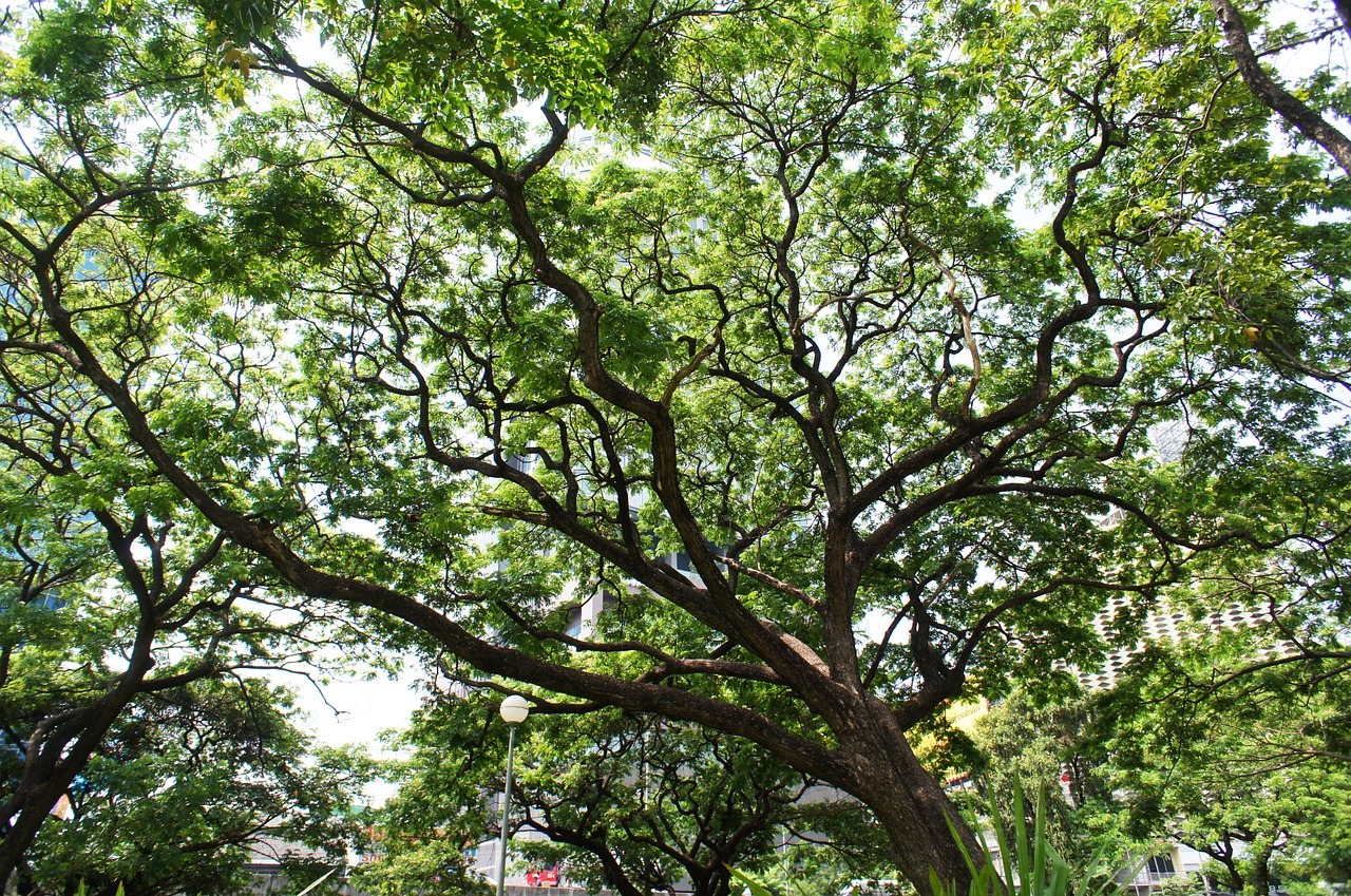 tree green park free photo