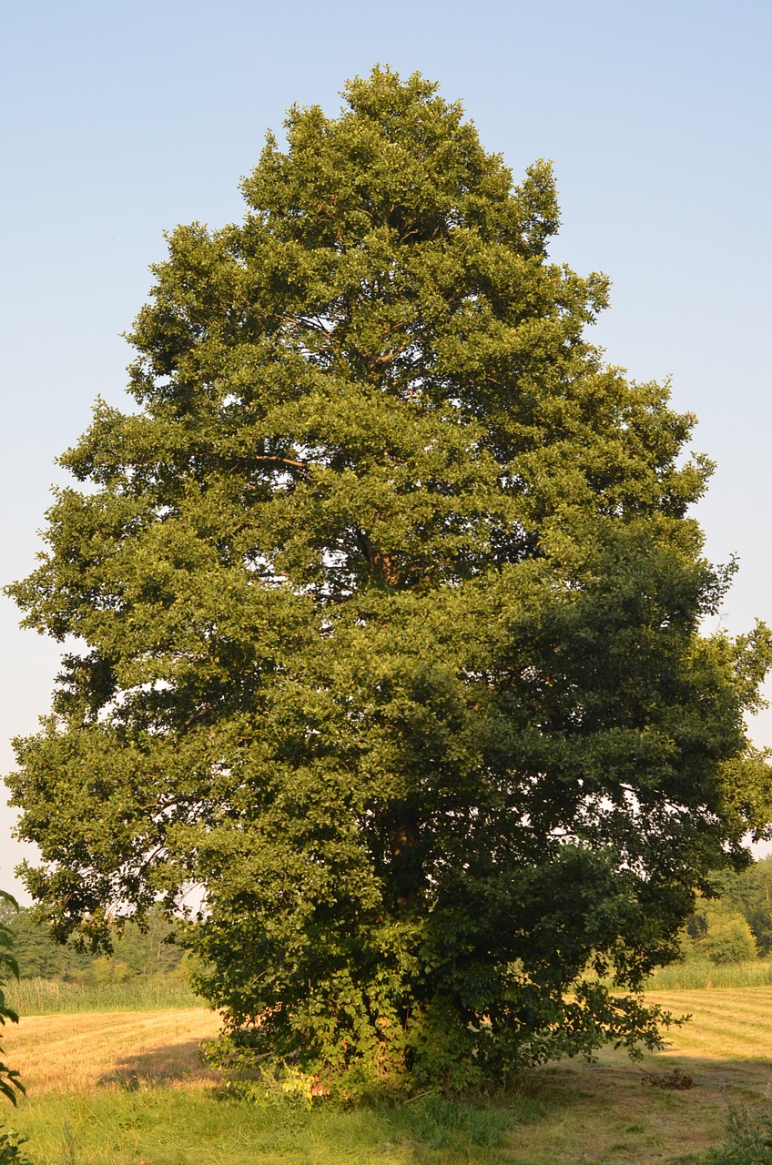 tree green sky free photo