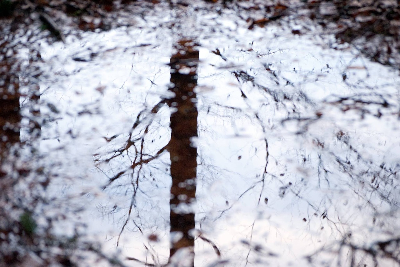 tree water mirroring free photo