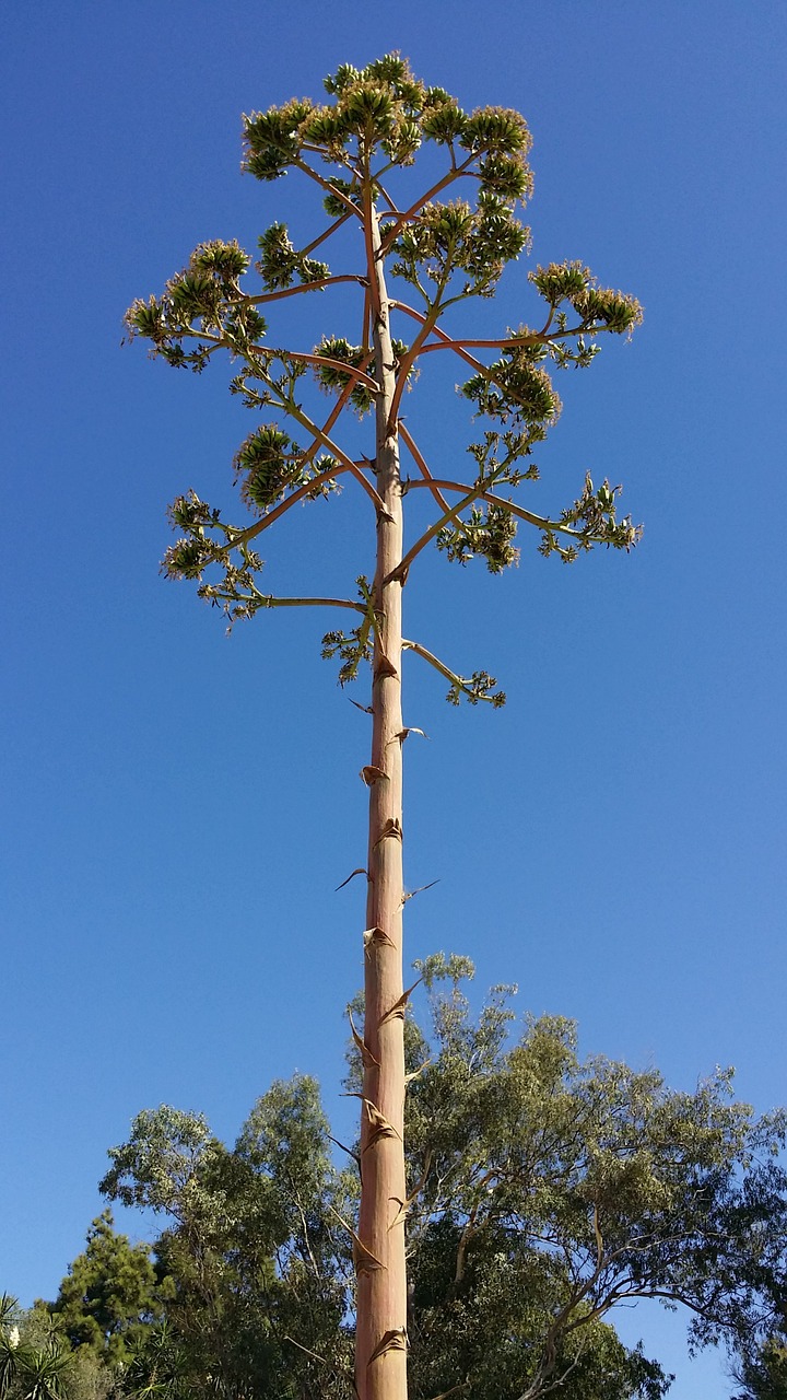 tree sea beach free photo