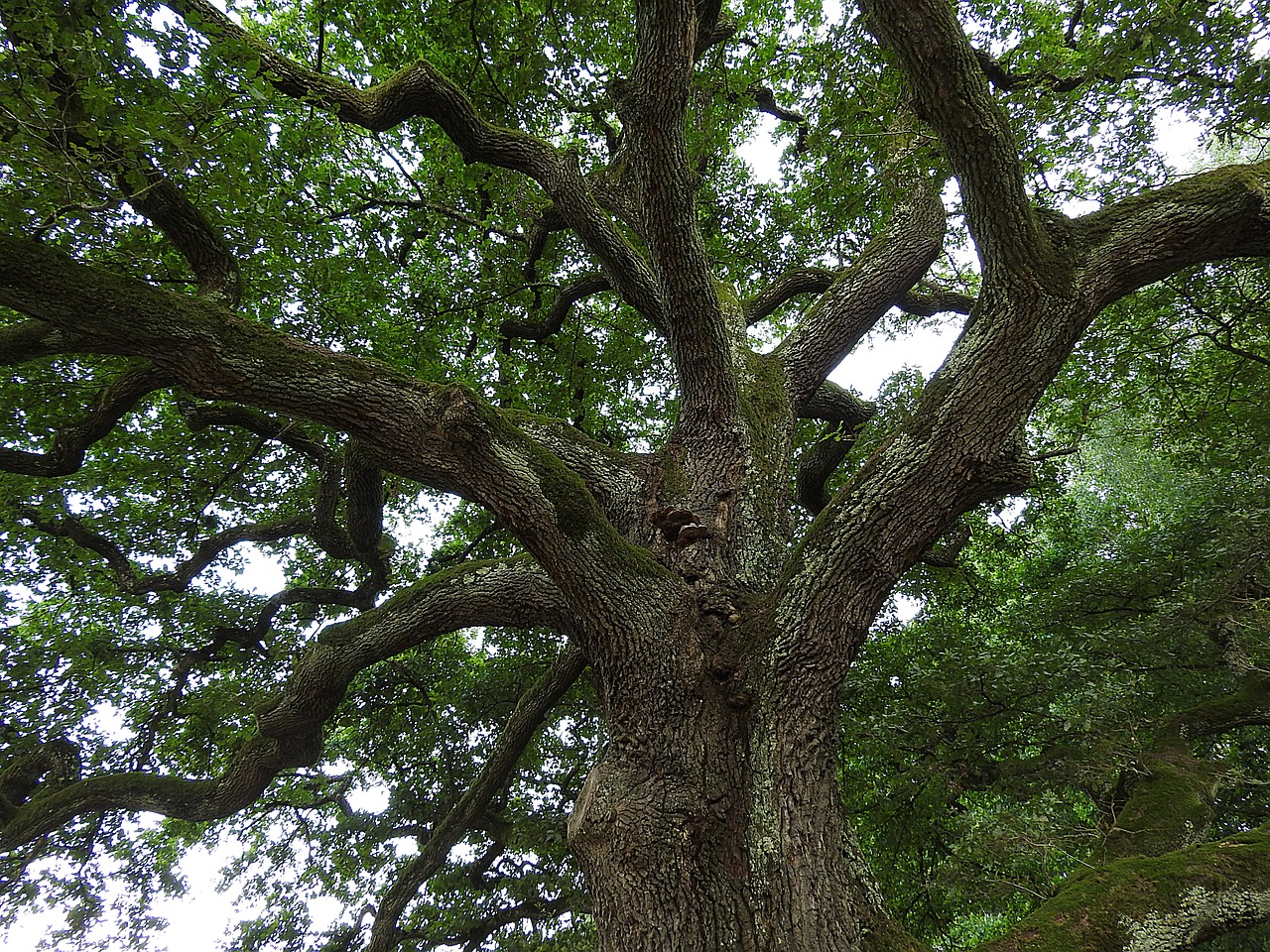 tree oak old oak free photo