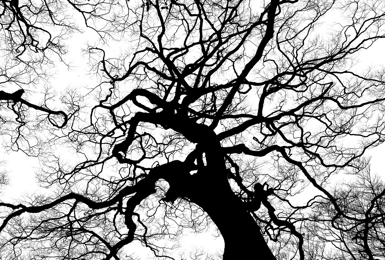 tree silhouette branches free photo