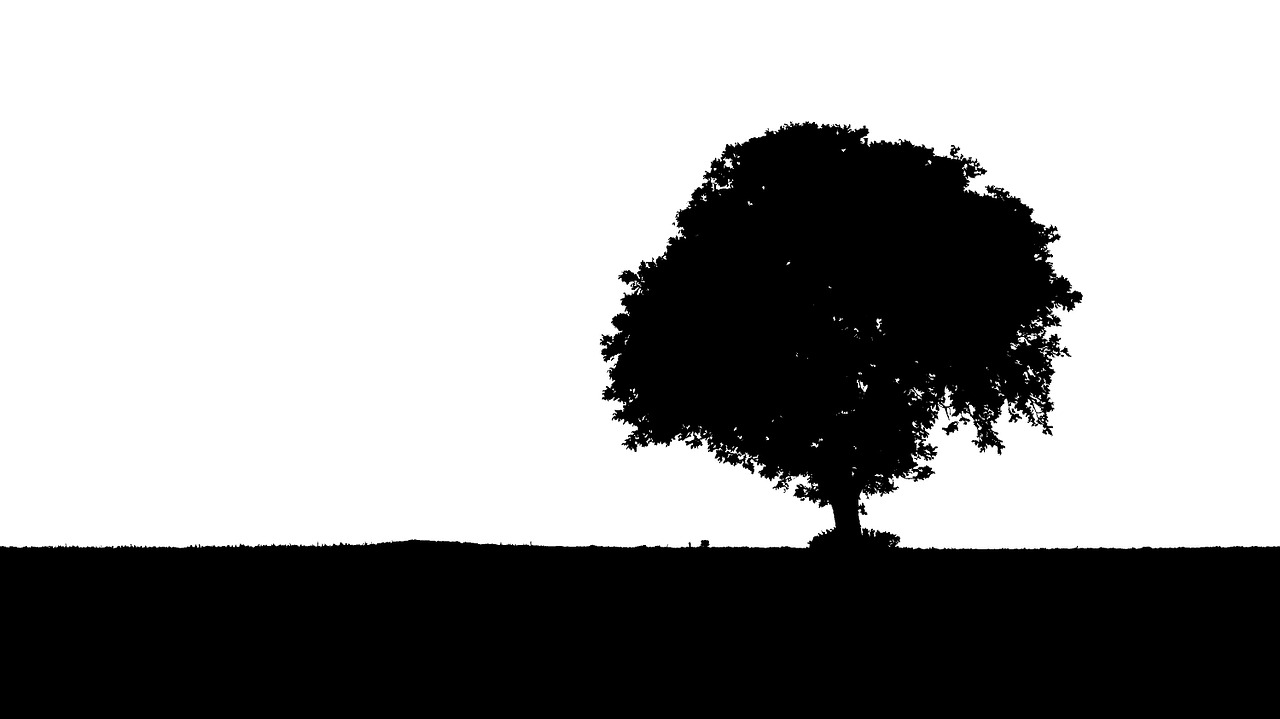 tree silhouette black free photo