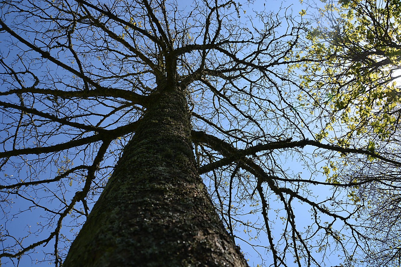 tree nature solitude free photo