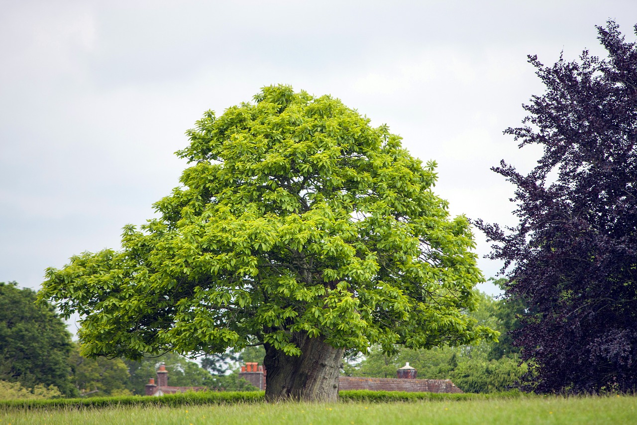 tree field nature free photo