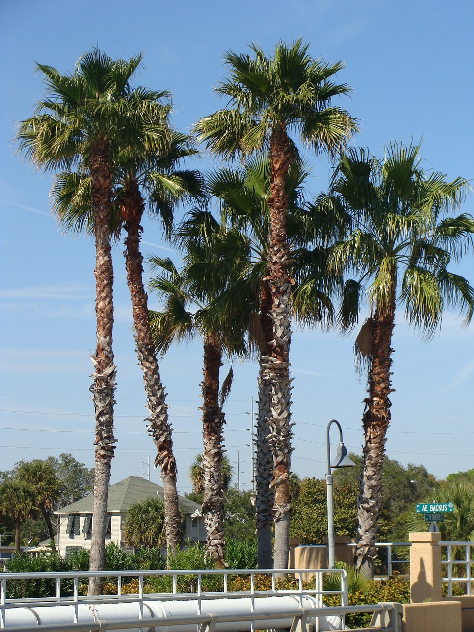 tree palm tropical free photo