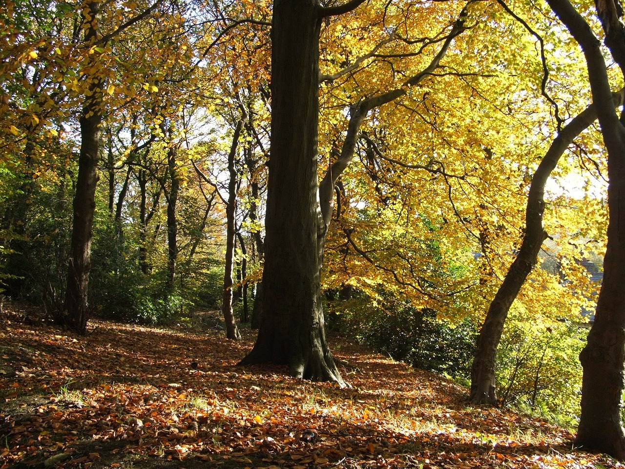 tree trees autumn free photo