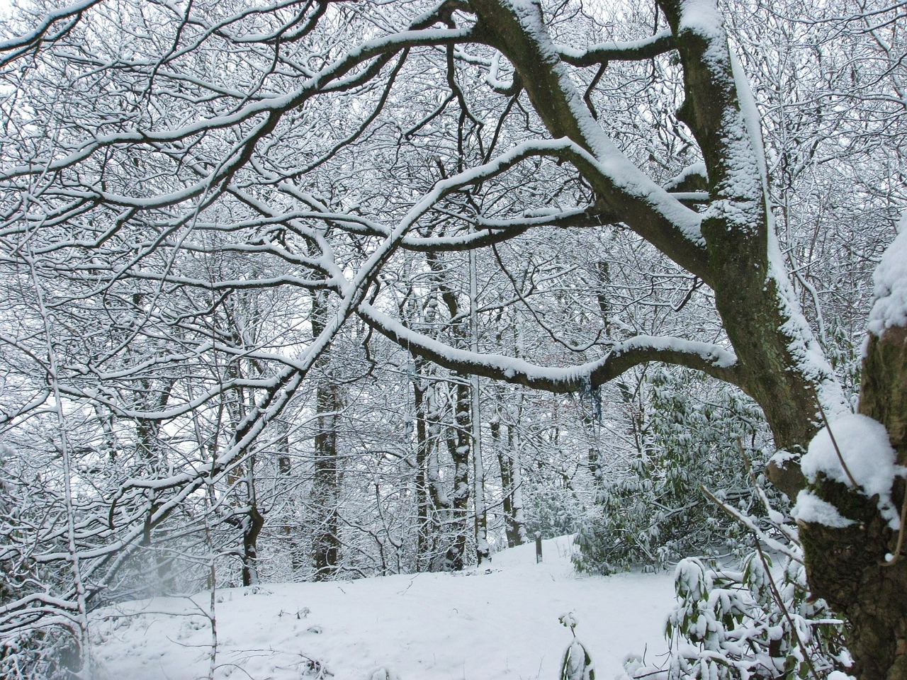 tree snow winter free photo