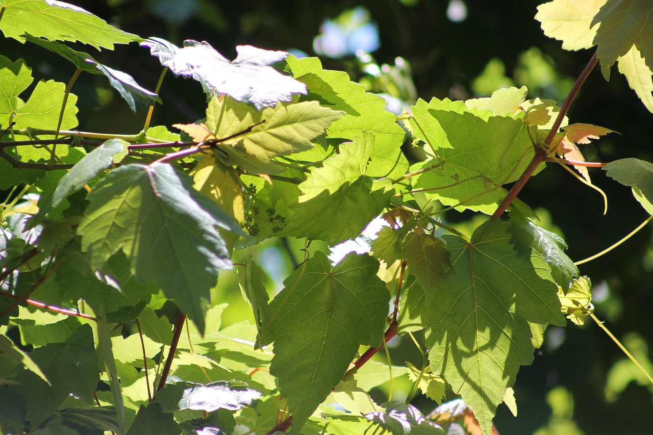 tree green leaf free photo