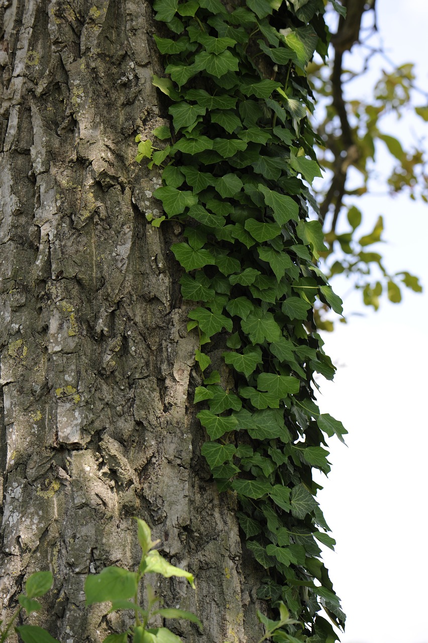 ivy tree bark free photo