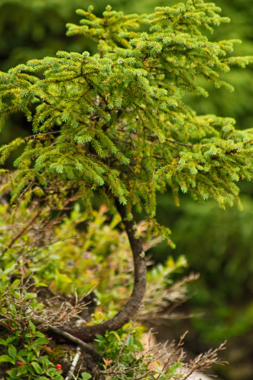 tree green ecology free photo