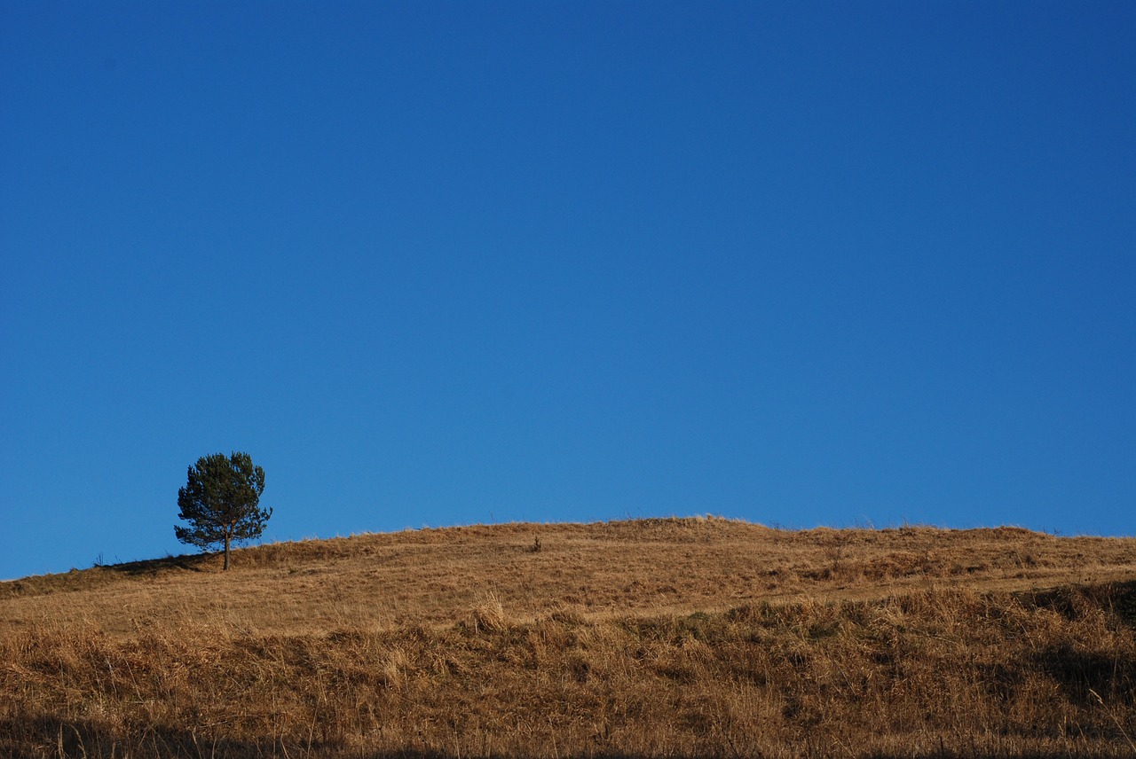 tree hill landscape free photo