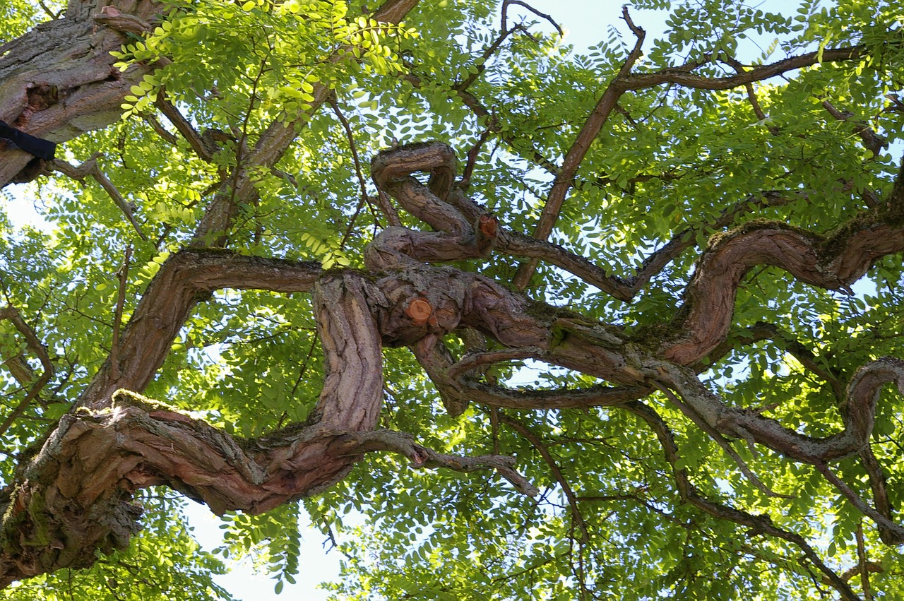 tree log bark free photo