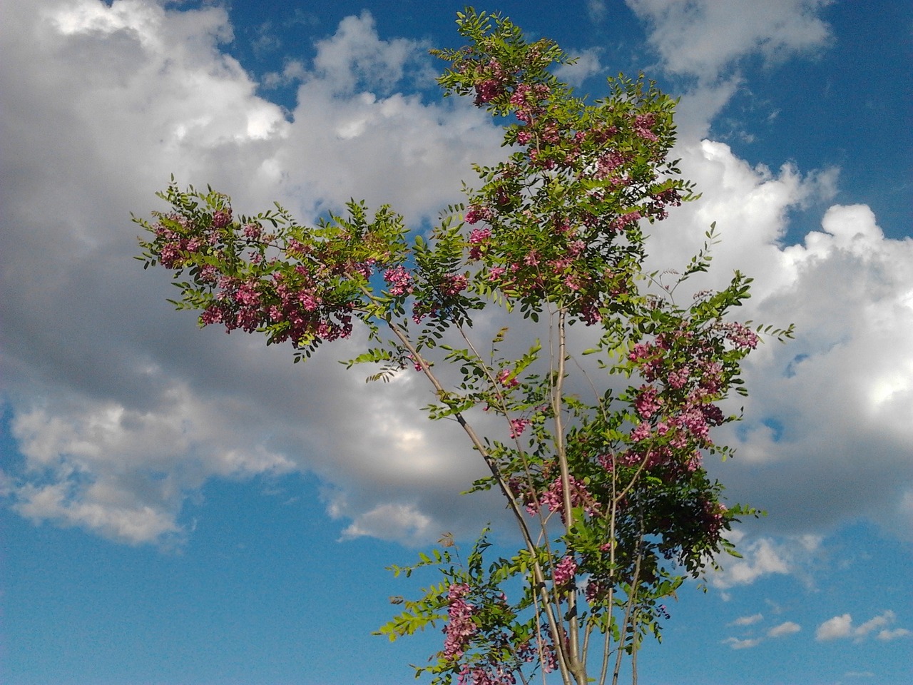 tree faye sky free photo