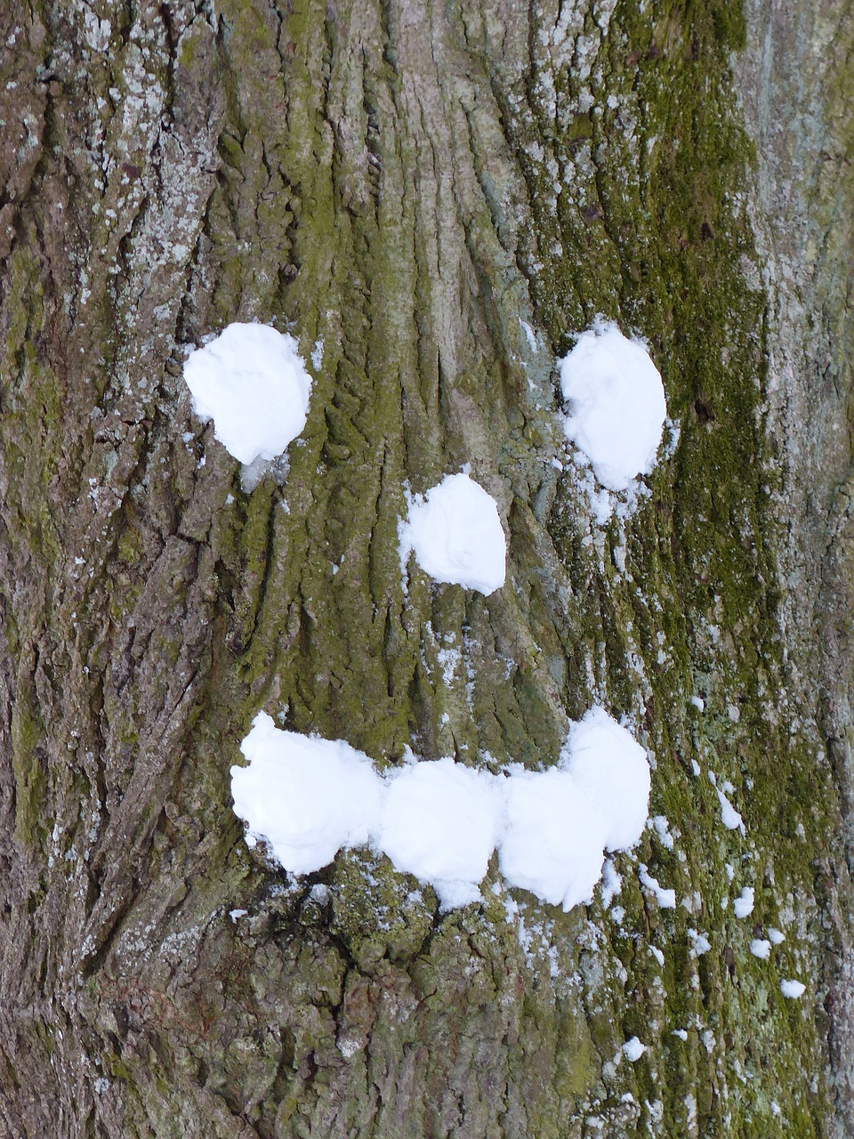 tree face forest spirit free photo