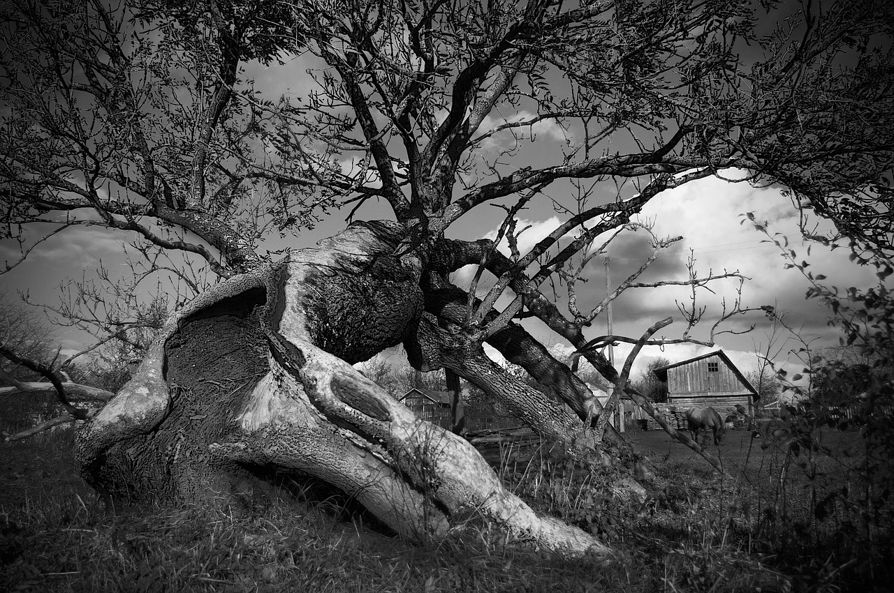 tree bark trees free photo