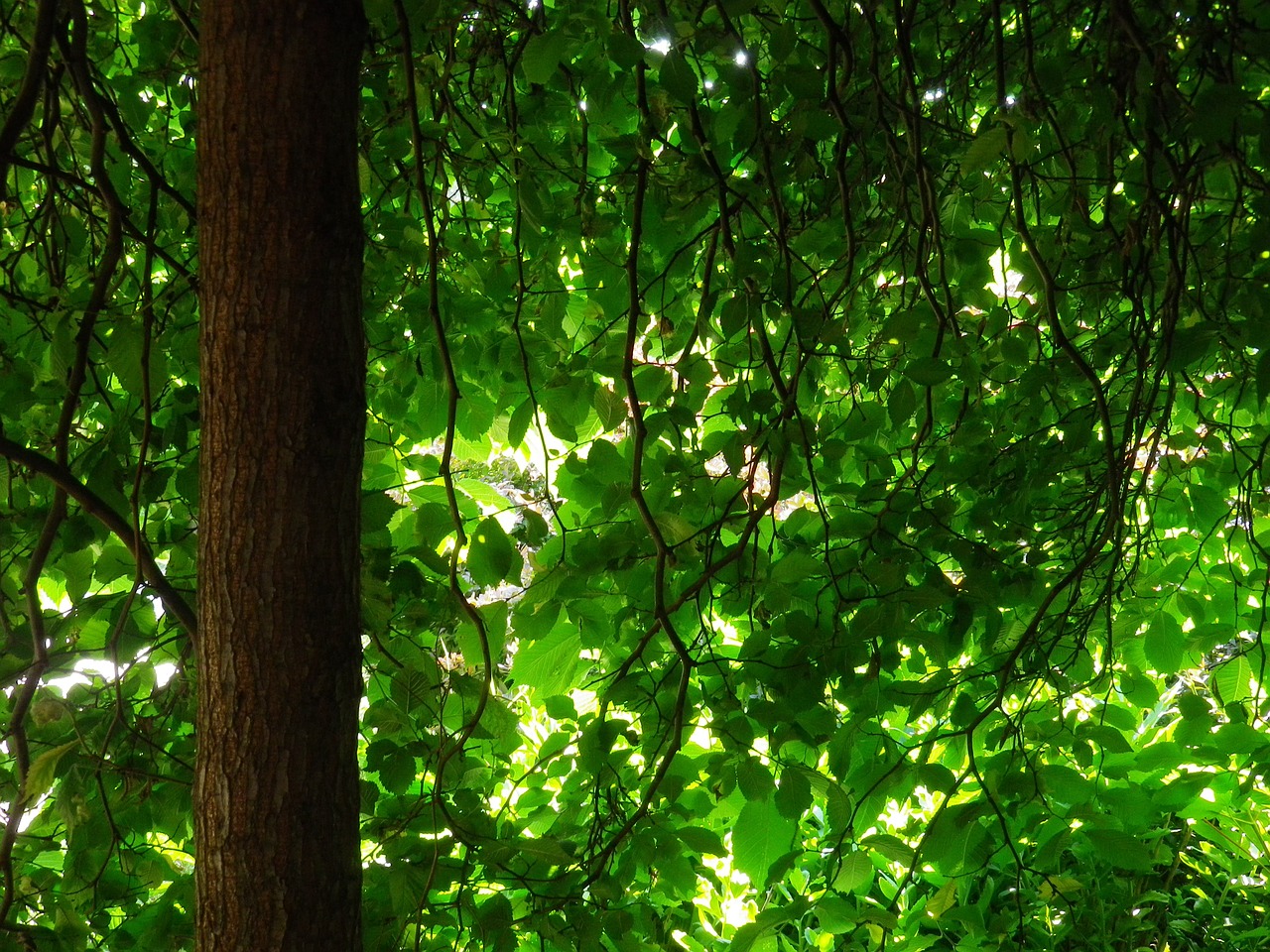 tree green forest free photo