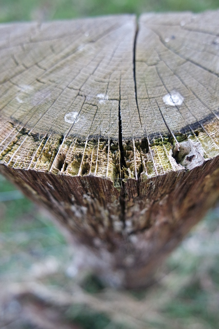 tree log forest free photo