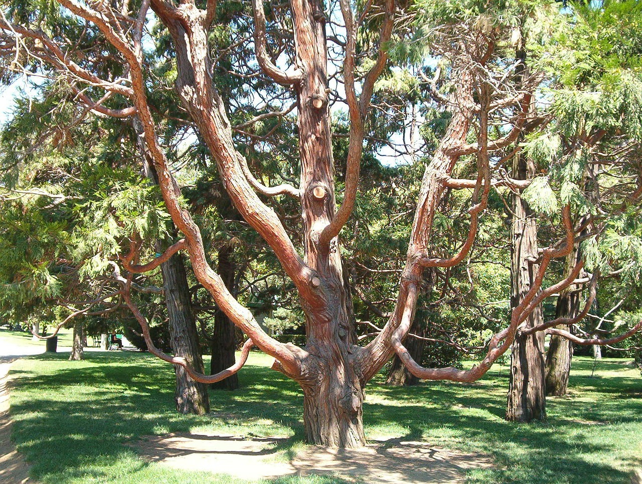 Дерево Тулузе
