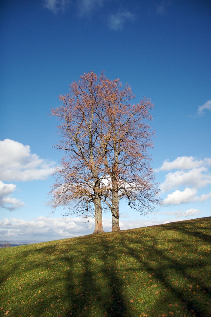 tree autumn autumn mood free photo