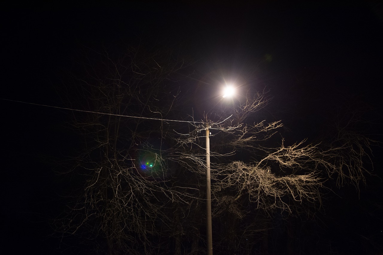 tree post power lines free photo